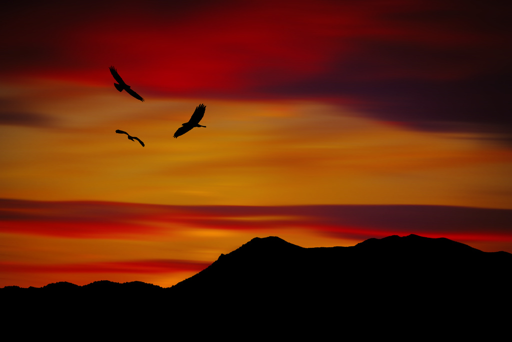 Sunset Soaring